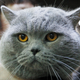 Image for article titled "Cat Person" author Kristen Roupenian has sold a new horror script to A24